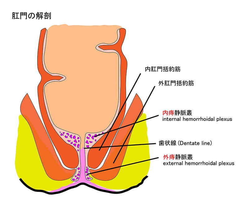 直腸・肛門の解剖