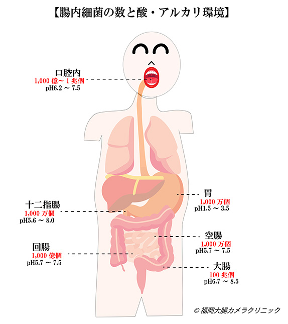 腸内フローラ調整（腸活）